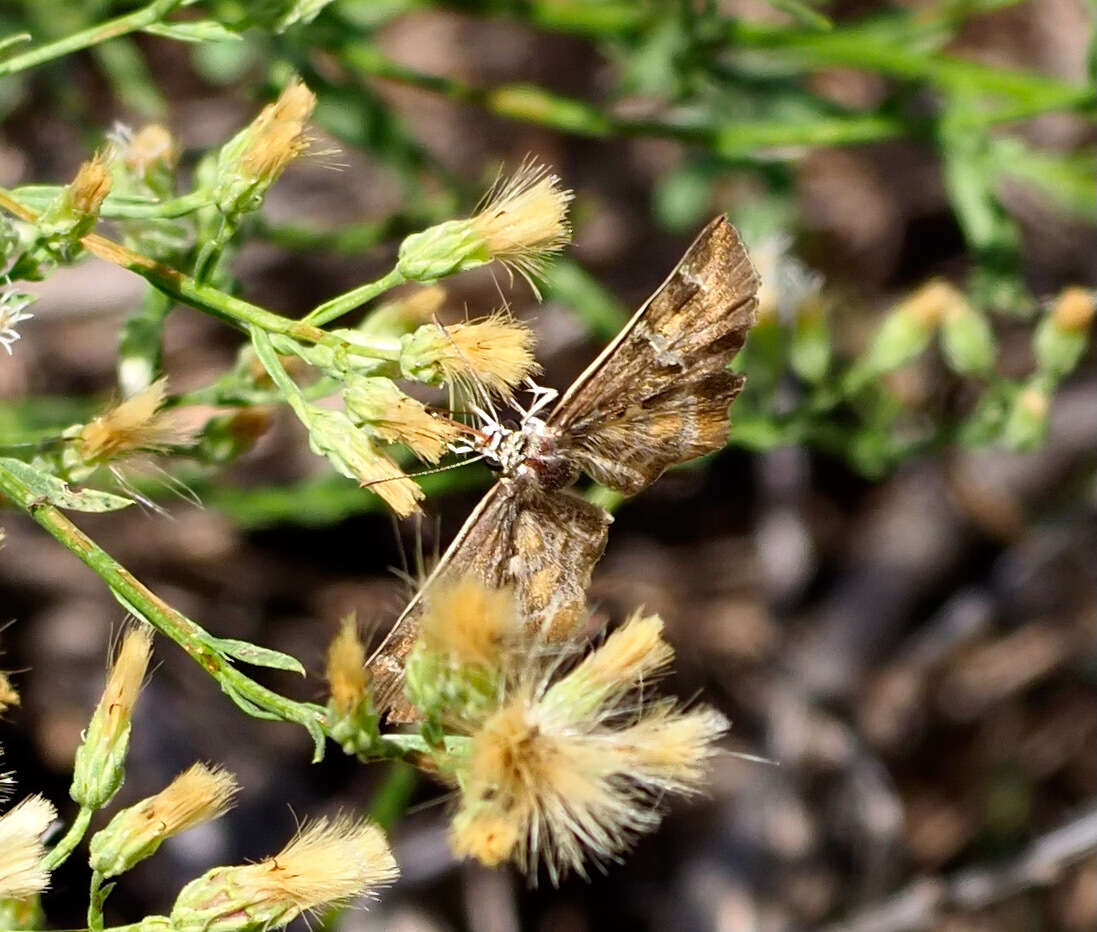 Image of Arizona Powdered-Skipper