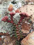 Image of Crassula alpestris subsp. alpestris