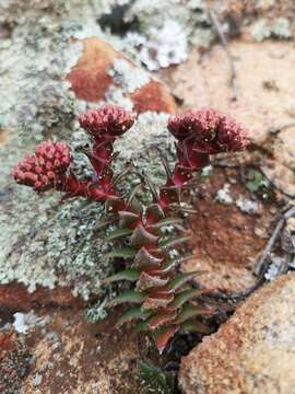 Image of Crassula alpestris subsp. alpestris