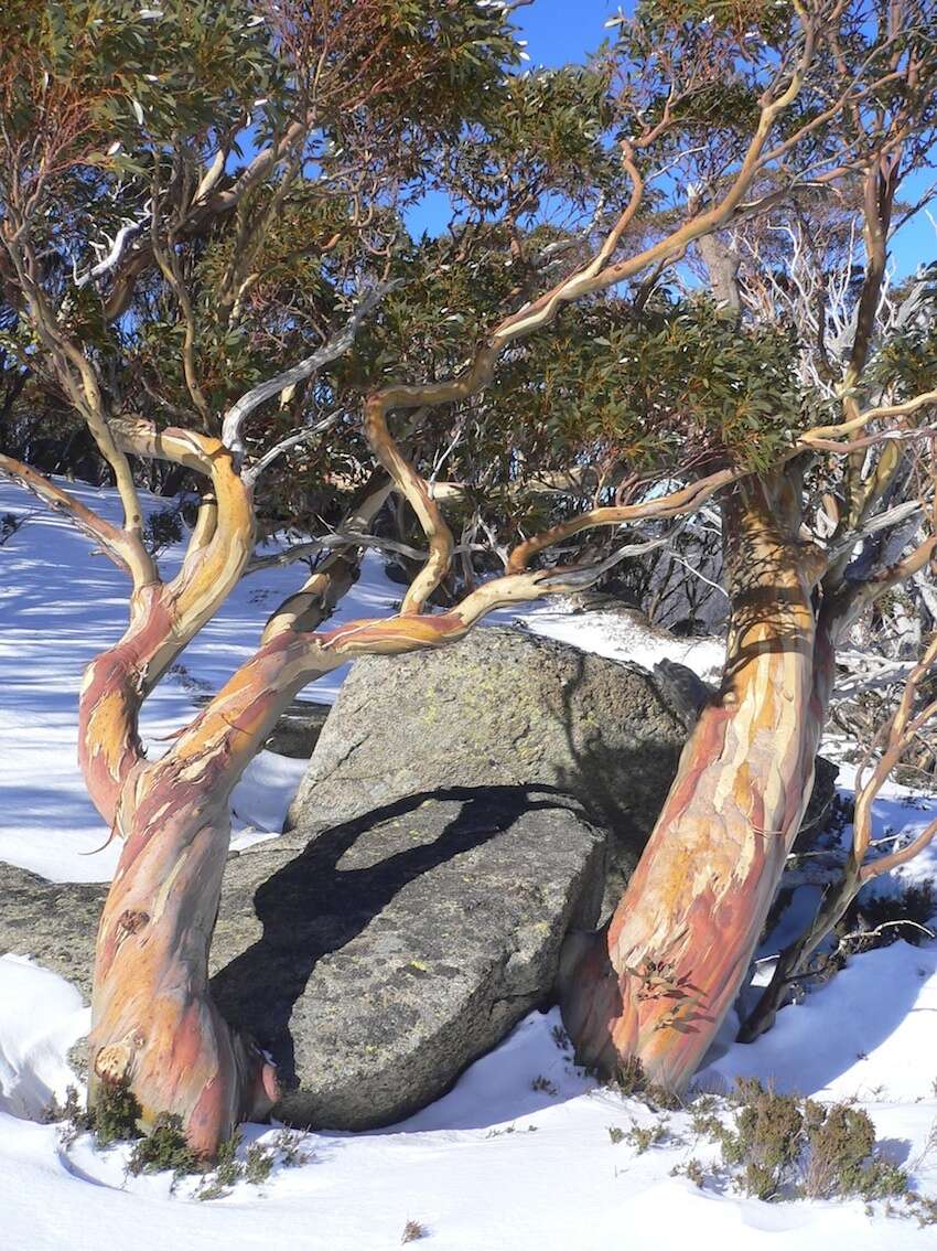 Image of Eucalyptus pauciflora subsp. niphophila (Maiden & Blakely) L. A. S. Johnson & Blaxell