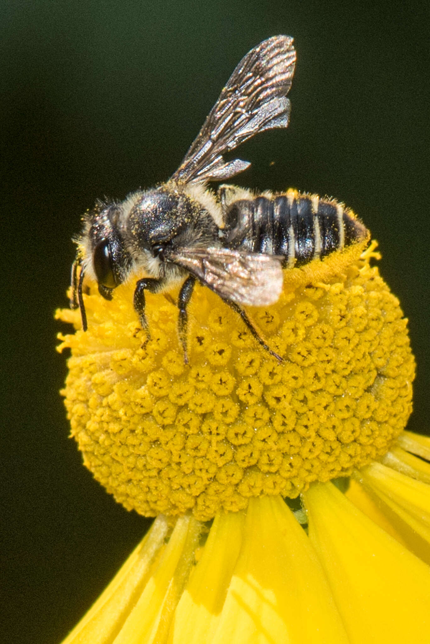 Image of Leafcutter bee