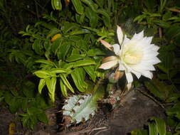 Image de Cereus fernambucensis Lem.