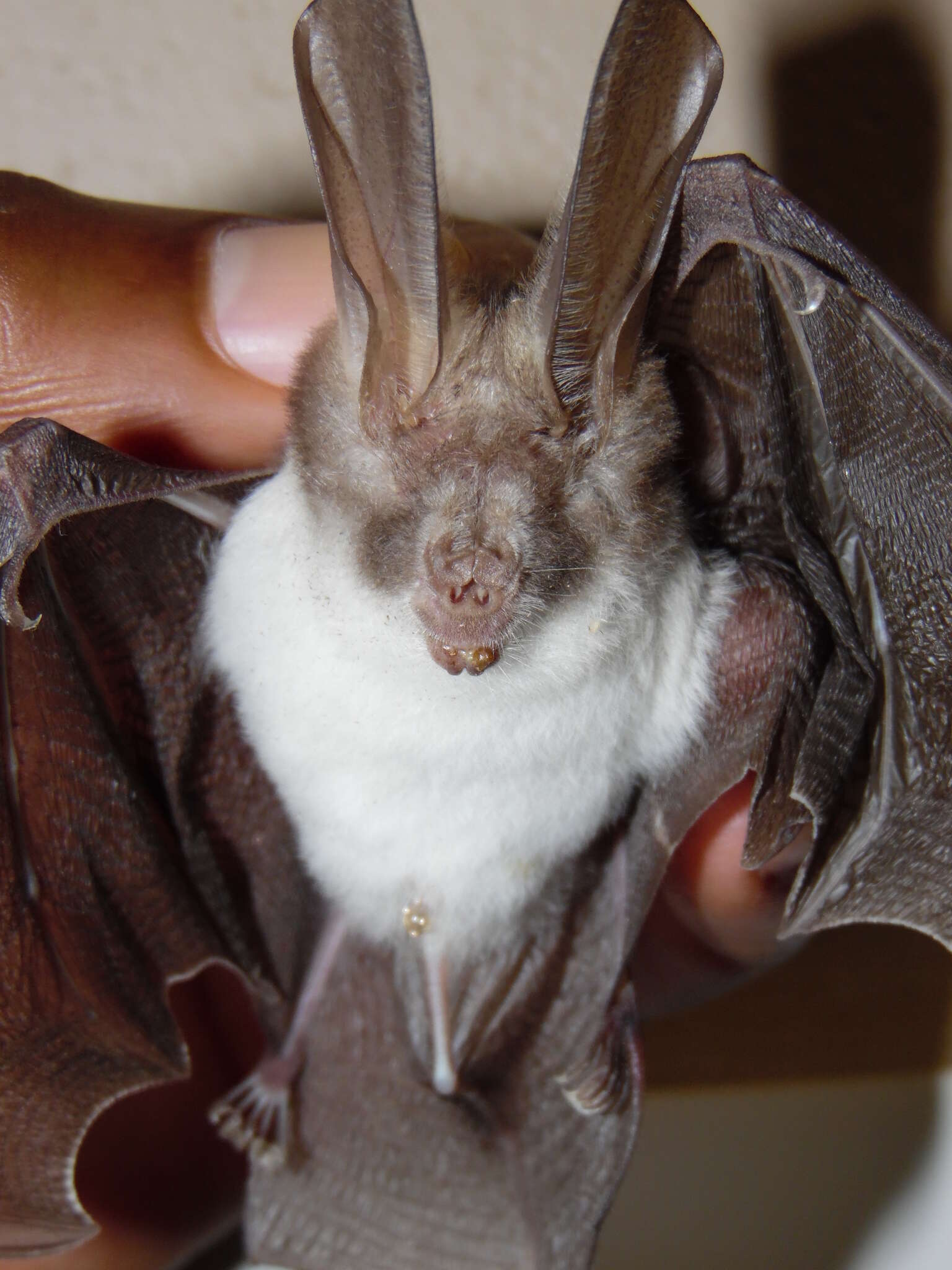 Image of Wood's Slit-faced Bat -- Wood's Slit-faced Bat