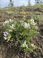 Image of Oxytropis caespitosa (Pall.) Pers.