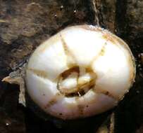 Image of chelonibiid barnacles