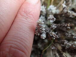 Image of Leucogenes neglecta B. P. J. Molloy