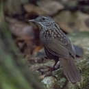 Image of Variable Limestone Babbler