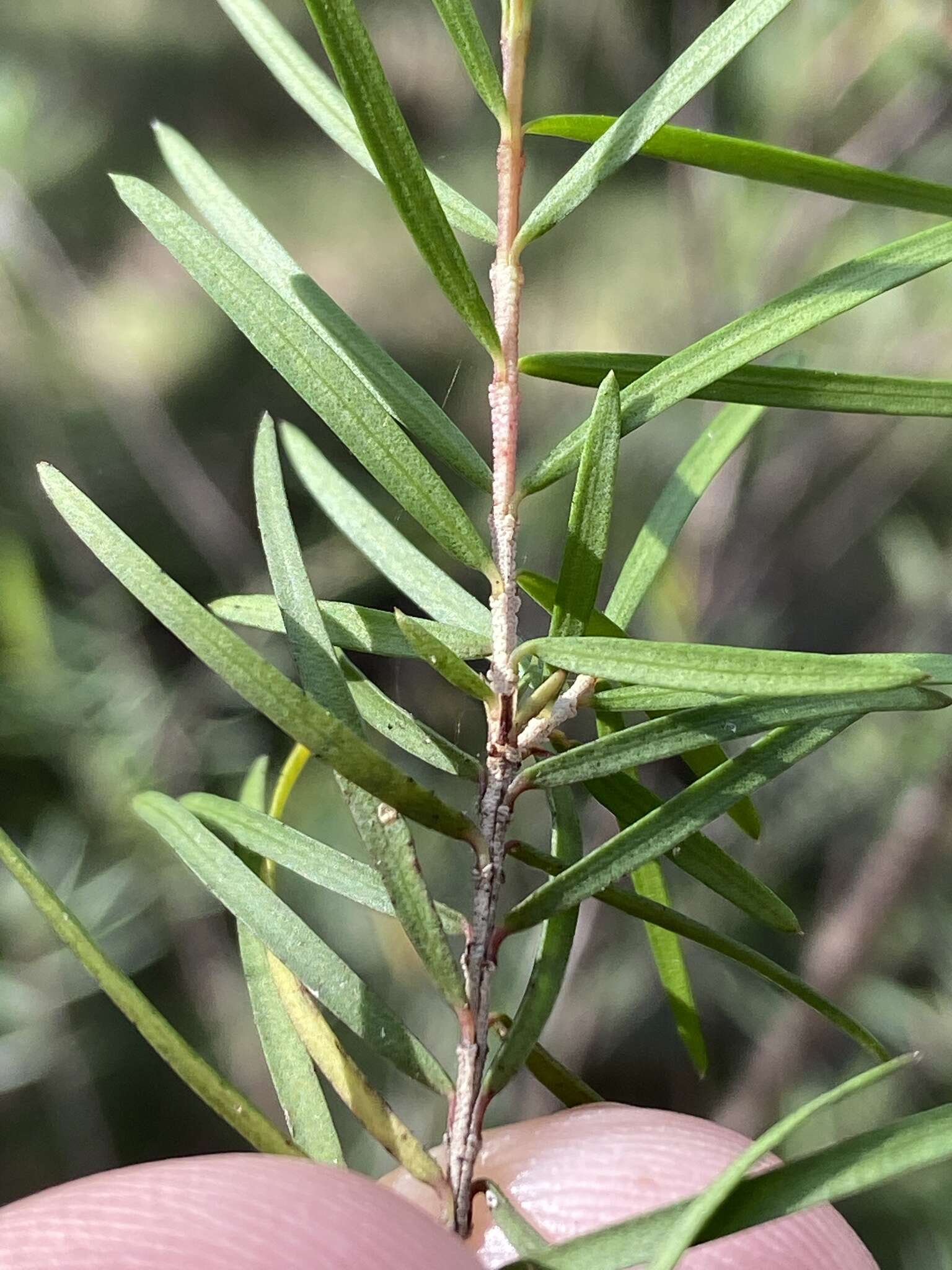 Image de Sannantha pluriflora (F. Müll.) Peter G. Wilson