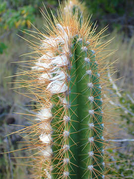 Image of Pilosocereus curtisii