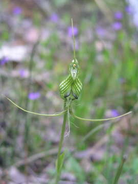 Image of Pterostylis longicornis