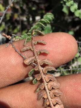 Image of hybrid cloakfern