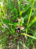 Image of Bertoloni's Ophrys