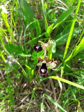 Слика од Ophrys bertolonii Moretti