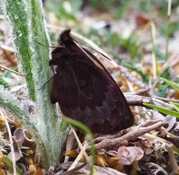 Image of Banded Alpine