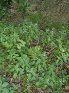 Image of Hypoestes aristata var. aristata