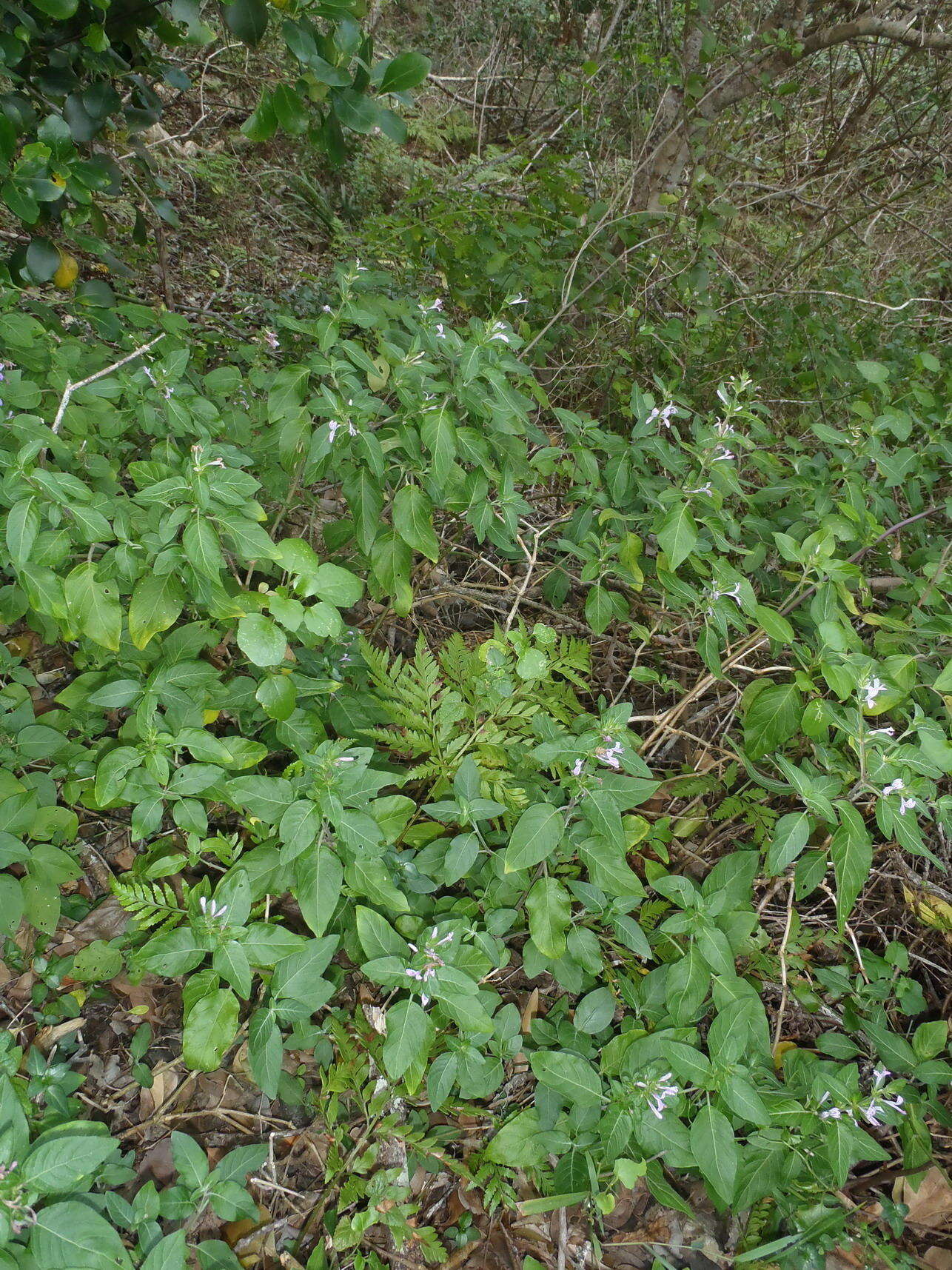 Image of Hypoestes aristata var. aristata