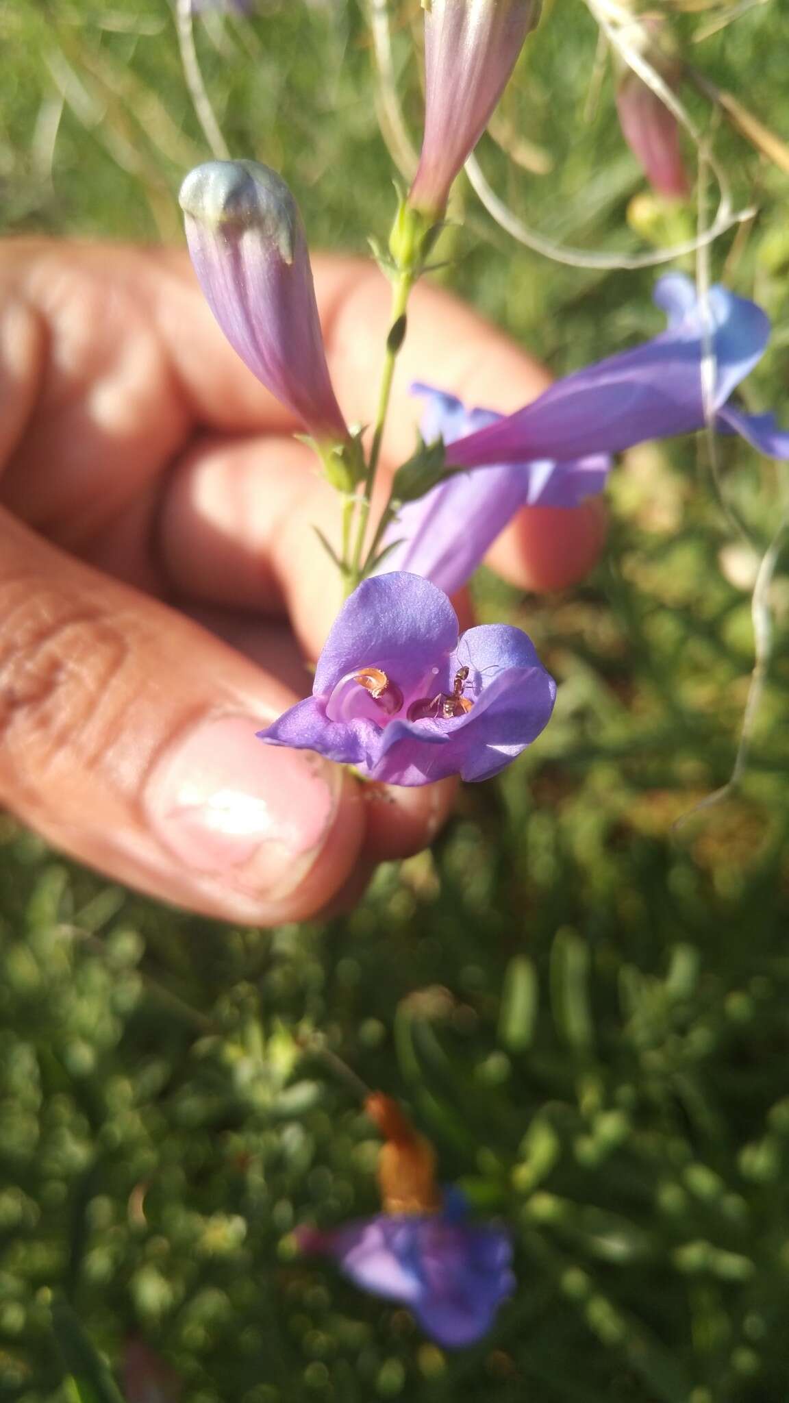 Слика од Penstemon spectabilis Thurb. ex Torr. & Gray