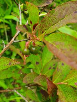 Vaccinium smallii A. Gray resmi