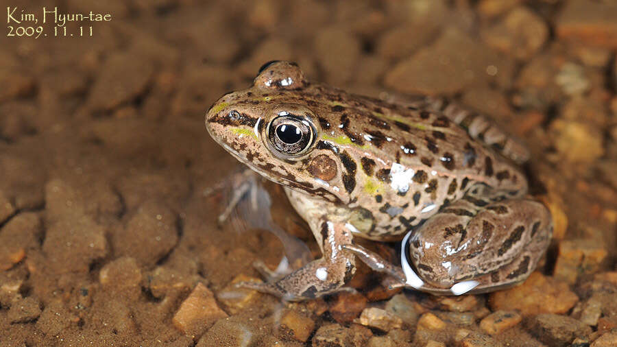 Image of Black-spotted frog