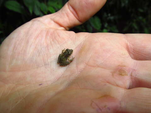 Sivun Pristimantis actites (Lynch 1979) kuva