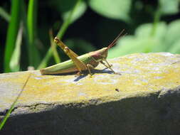 Image of Coryacris angustipennis (Bruner & L. 1900)