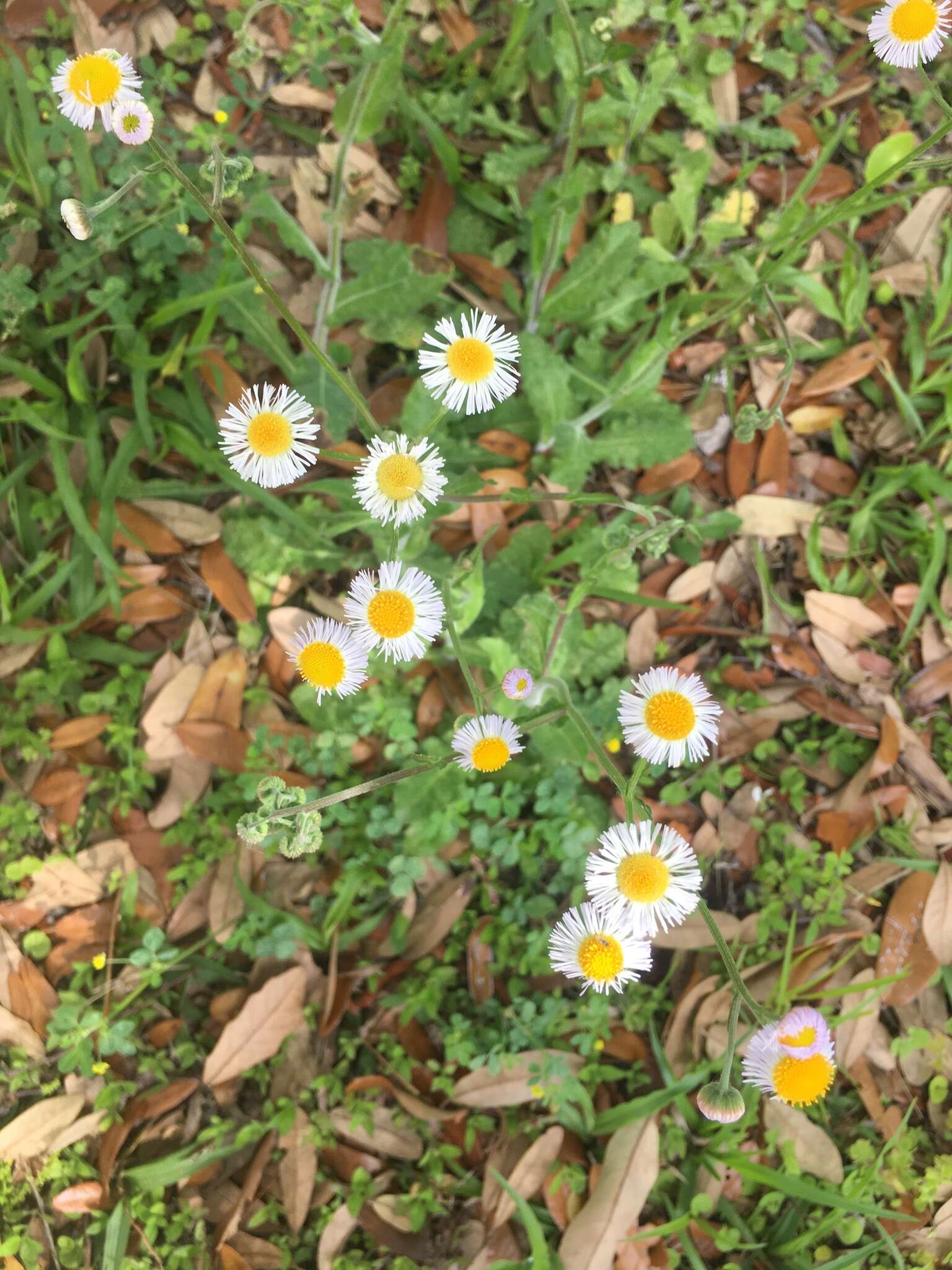 Image of Oak-Leaf Fleabane