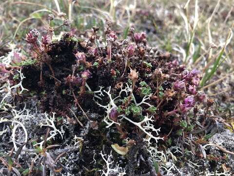 Sivun Saxifraga oppositifolia subsp. smalliana (Engl. & Irmsch.) Hult. kuva