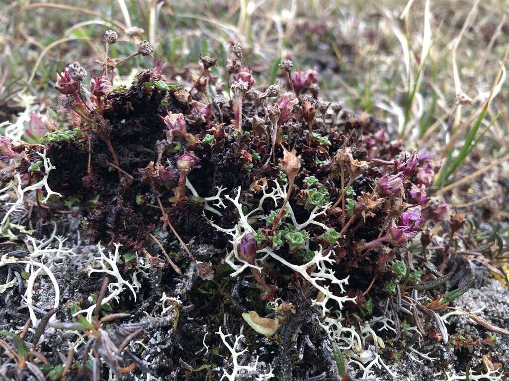 Sivun Saxifraga oppositifolia subsp. smalliana (Engl. & Irmsch.) Hult. kuva