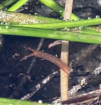 Image of Pentidotea montereyensis Maloney 1933