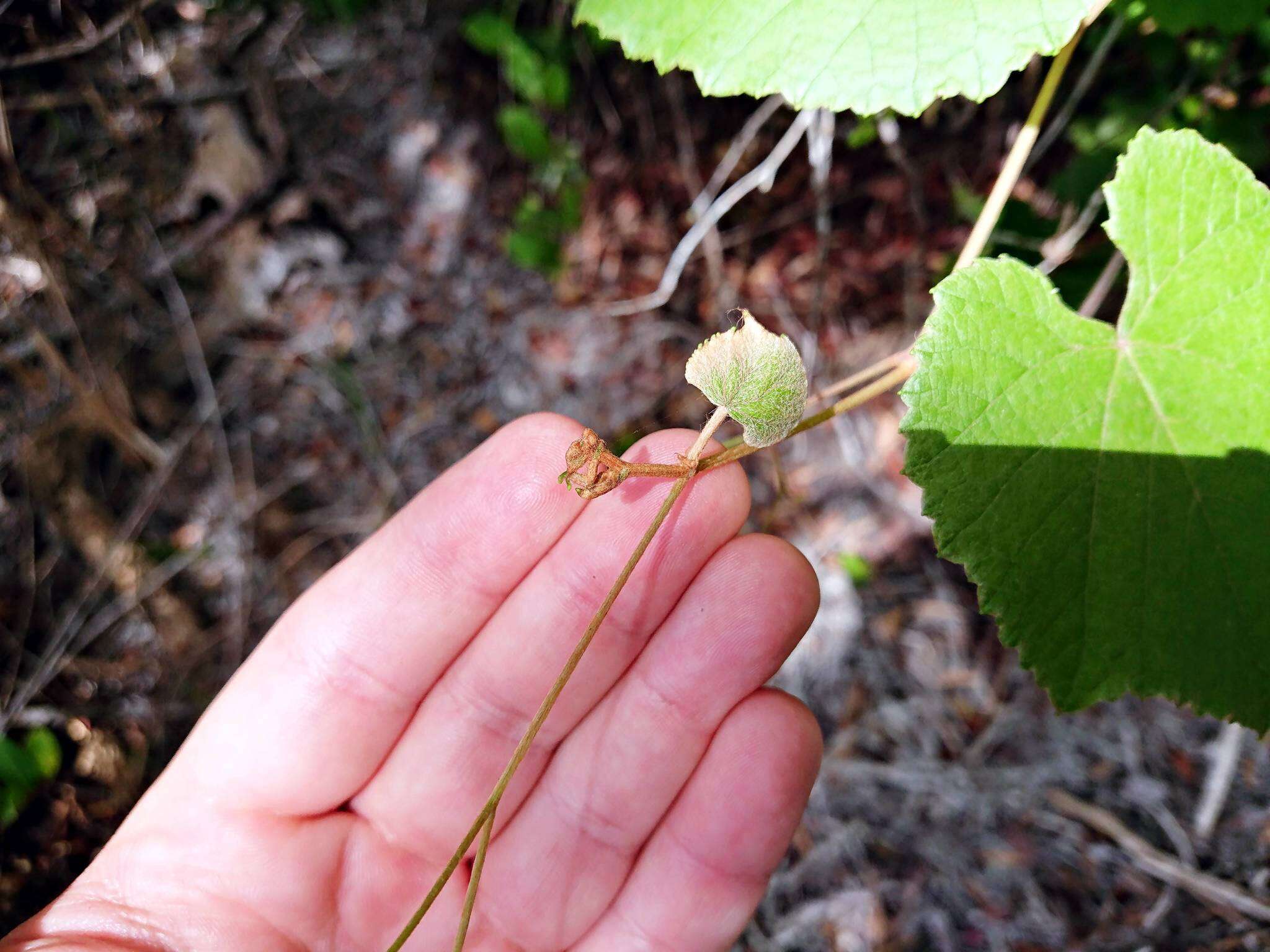 Image of Florida grape