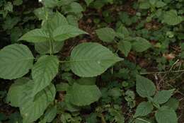 Image of enchanter's nightshade