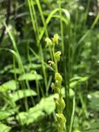 Image of purple-petal bog orchid