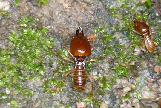 Image of Macrotermes annandalei (Silvestri 1914)