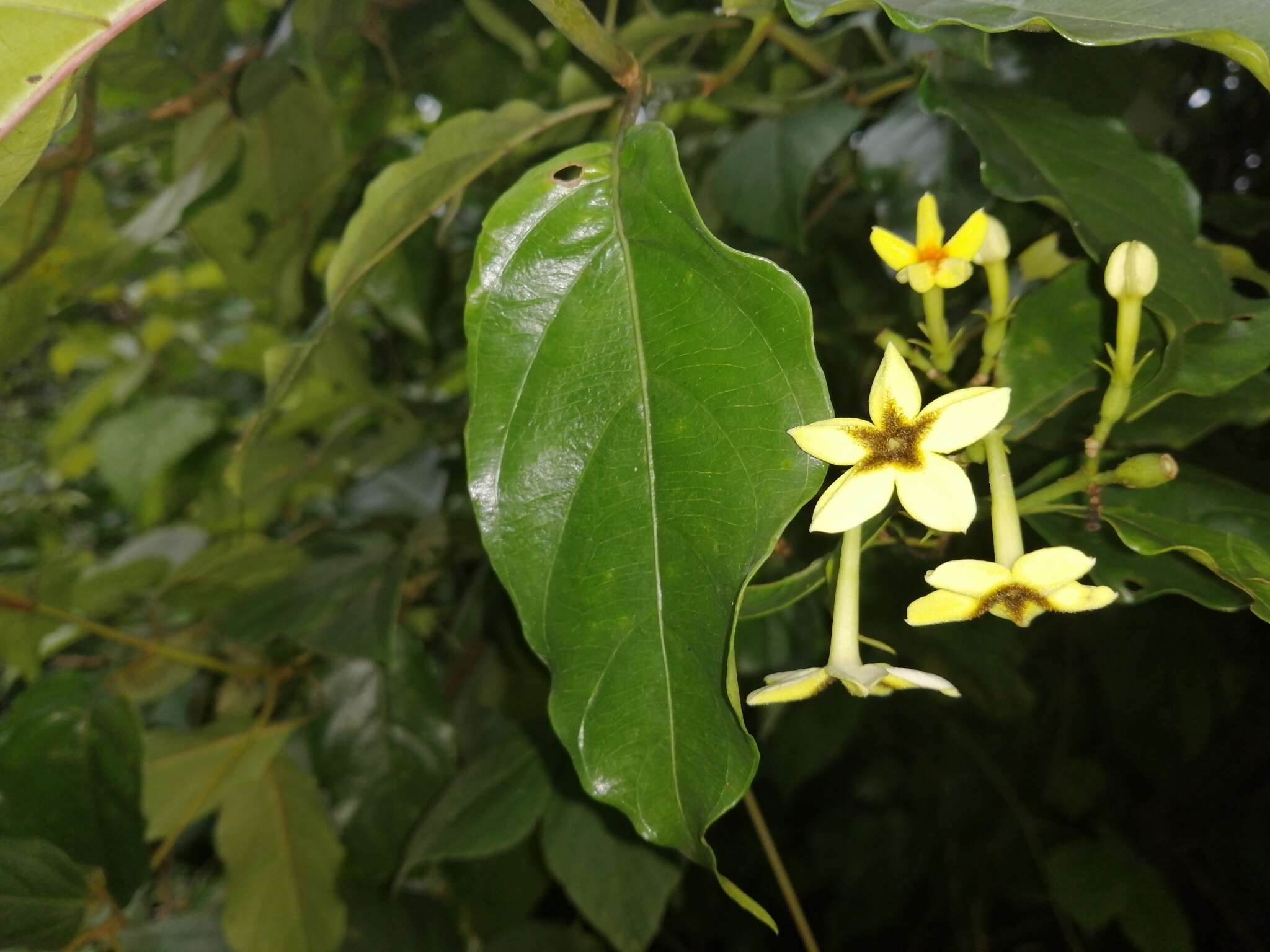 صورة Mussaenda arcuata Poir.