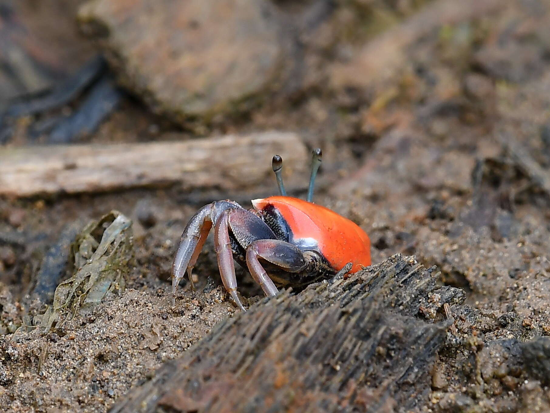 Image of Paraleptuca crassipes (White 1847)