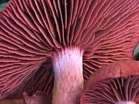 Image of Cortinarius sierraensis (Ammirati) Ammirati, Niskanen & Liimat. 2013