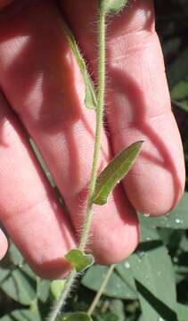 Image of rockyscree false goldenaster