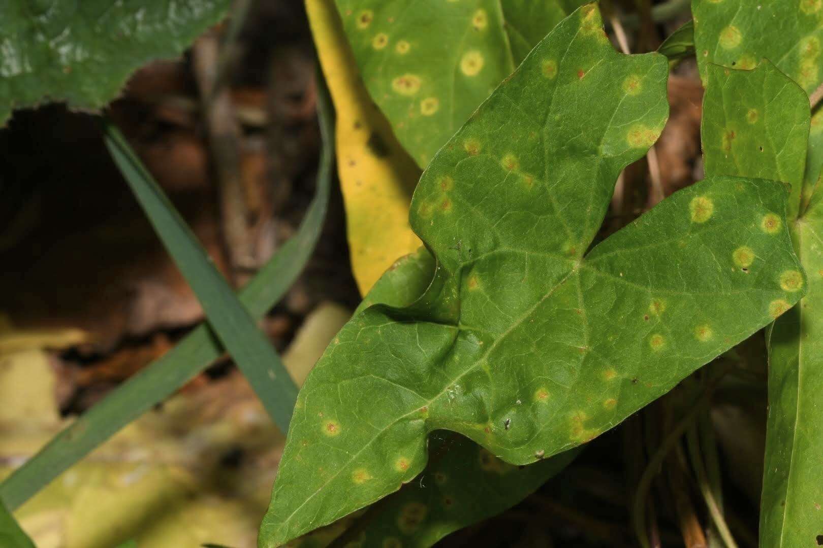 Image de Puccinia convolvuli (Pers.) Castagne 1842