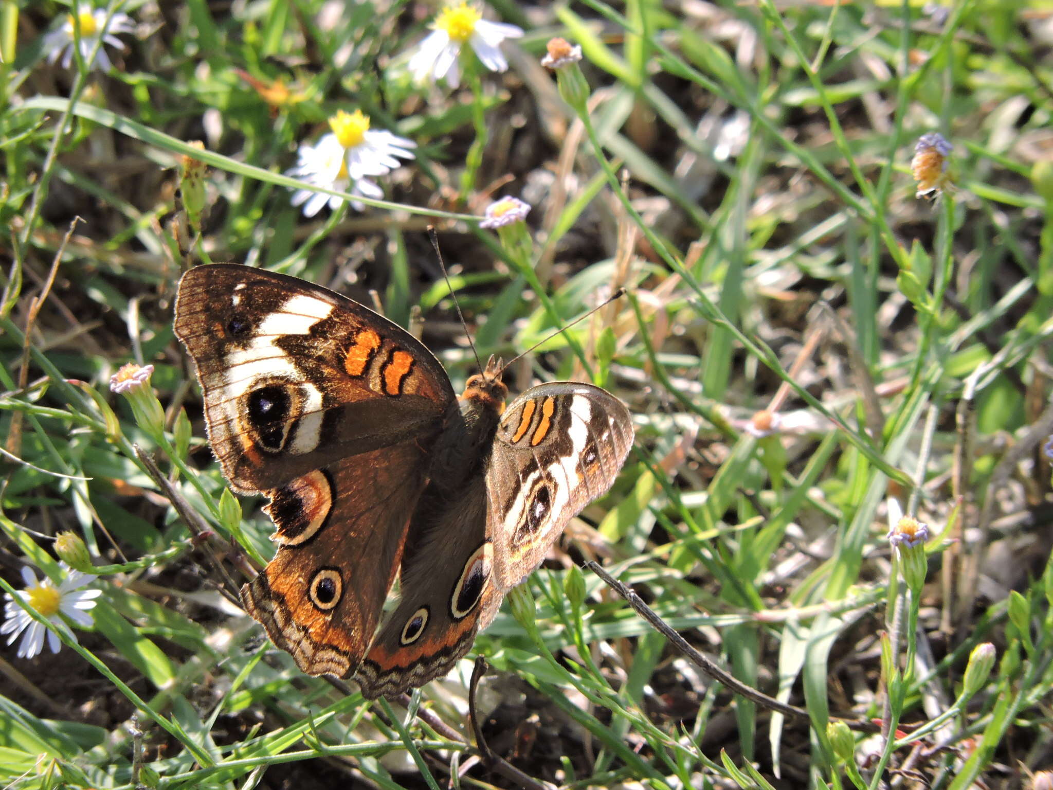 Image of Common buckeye