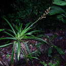 Image of Guzmania altsonii L. B. Sm.