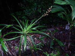 Слика од Guzmania altsonii L. B. Sm.