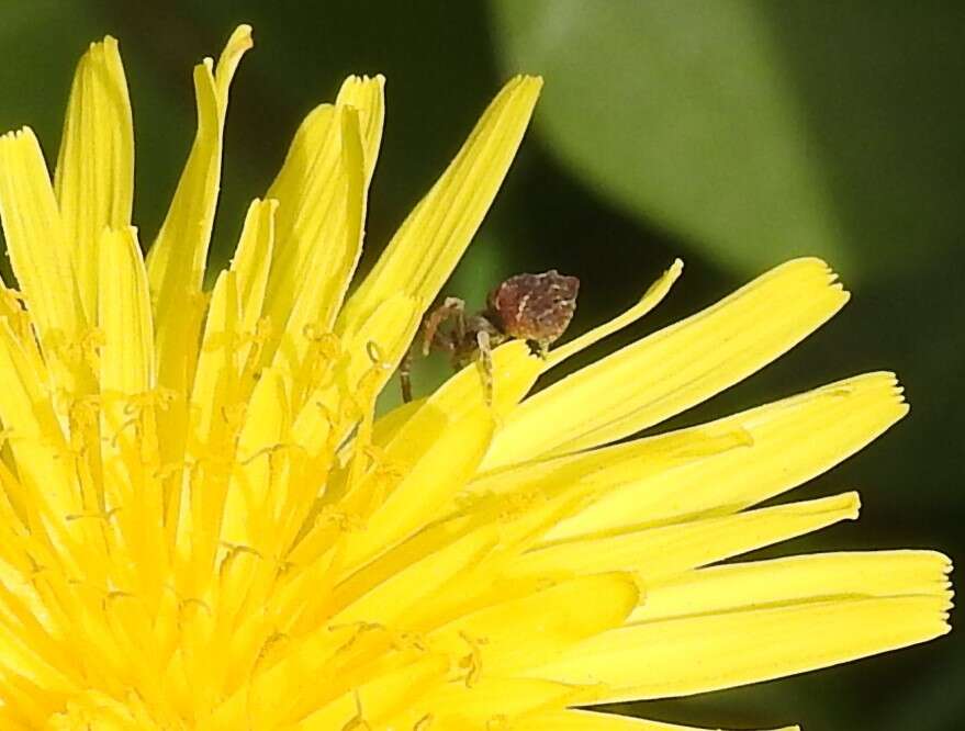 Image of Coenypha ditissima