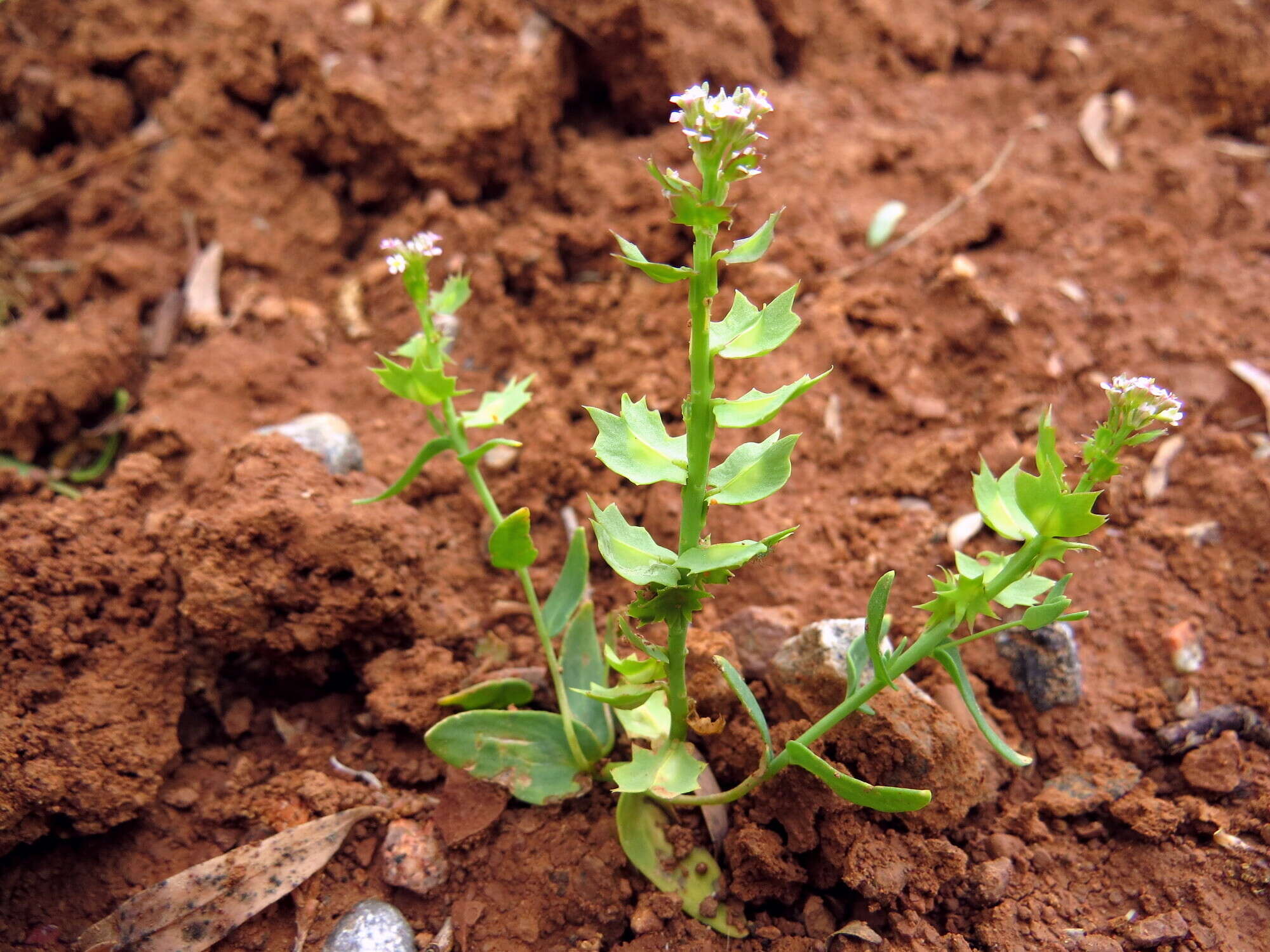 Aethionema carneum (Banks & Sol.) B. Fedtsch.的圖片