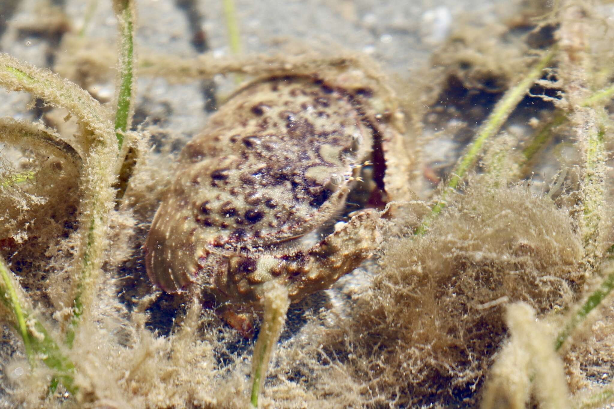 Image of smooth box crab