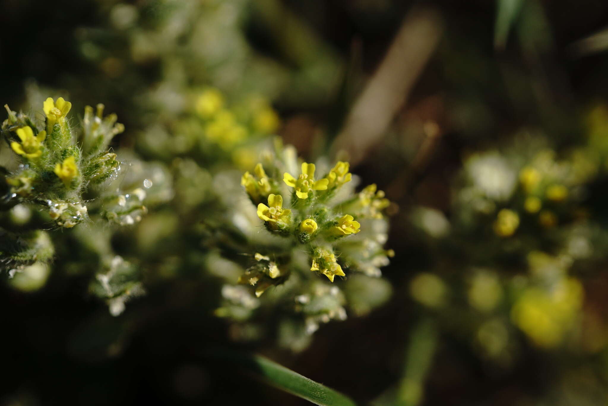 Слика од Alyssum hirsutum M. Bieb.