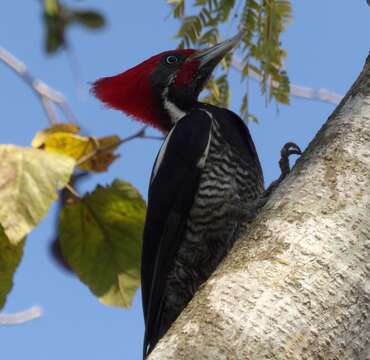 Image of Lineated Woodpecker