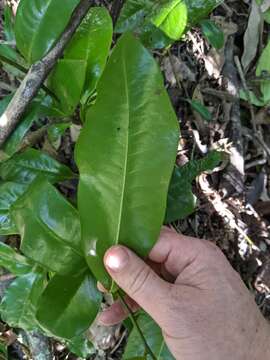 Image of Eupomatia laurina R. Br.