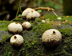 Image of Lycoperdon compactum G. Cunn. 1926