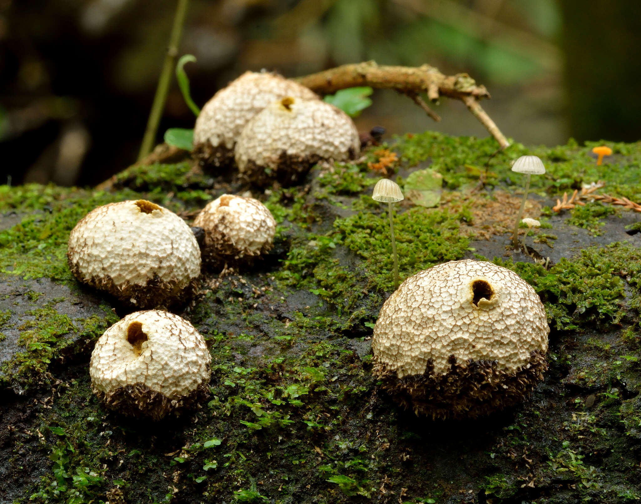 Imagem de Lycoperdon compactum G. Cunn. 1926