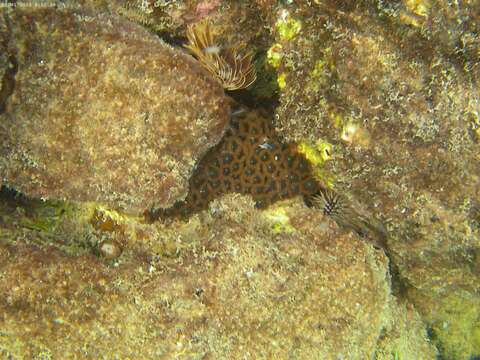 Image of Zoanthus gigantus Reimer & Tsukahara ex Reimer, Ono, Iwama, Takishita, Tsukahara & Maruyama 2006